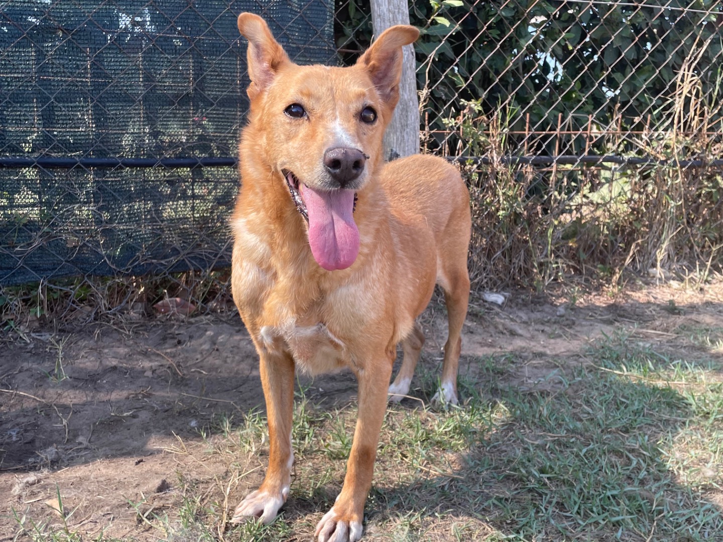 Adotta un cane, femmina, 8 anni  e 9 mesi , Latina