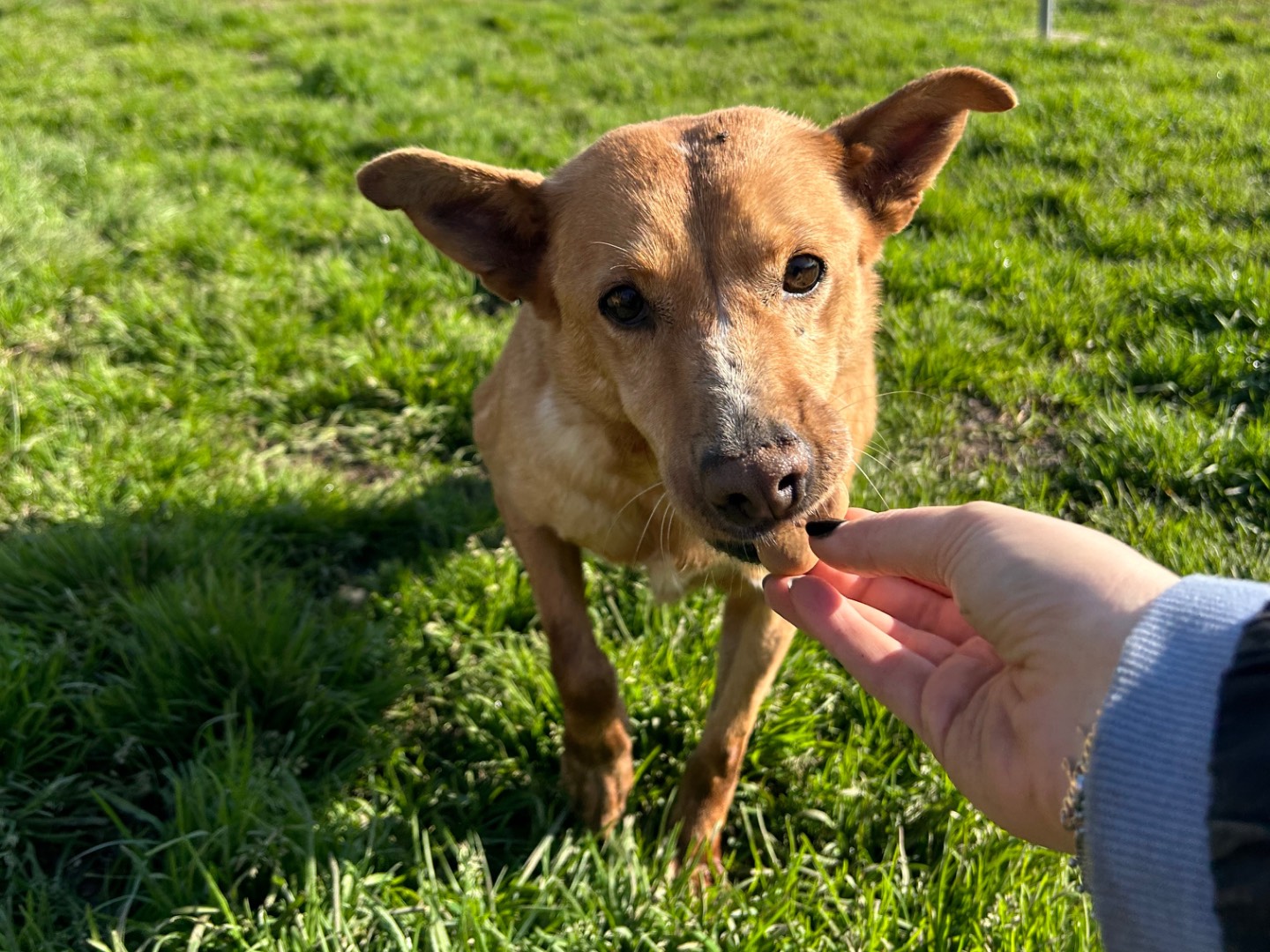 Vuoi adottare un cane a Latina?