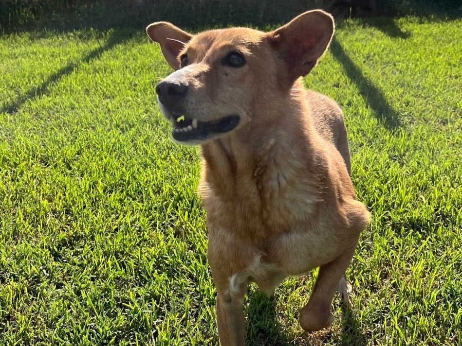 Adotta il cane Scary a Latina