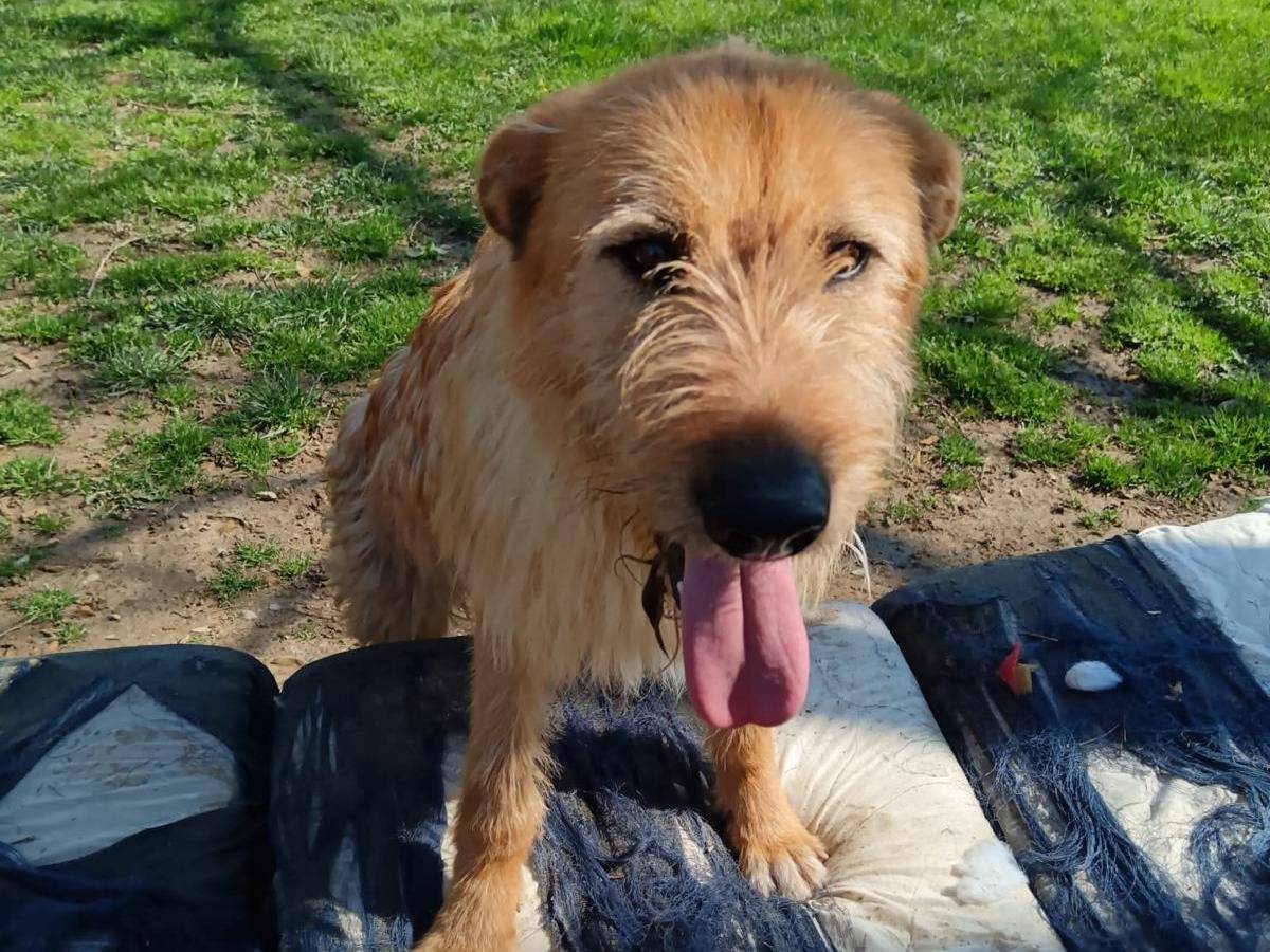 Adotta un cane, maschio, 1 anno e 1 mese, Biella