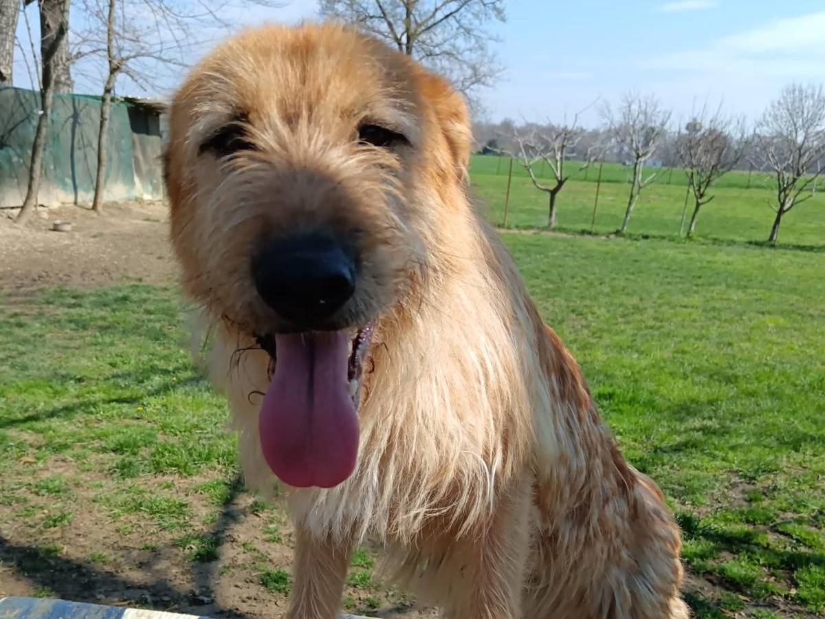 Adotta un cane, taglia media, maschio, Biella