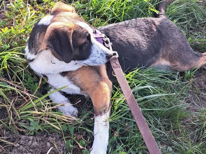 Adotta un cane, maschio, 6 mesi, Milano