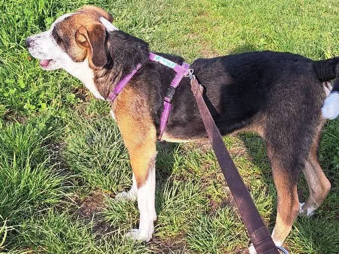 Adotta un cane, taglia media, maschio, Milano