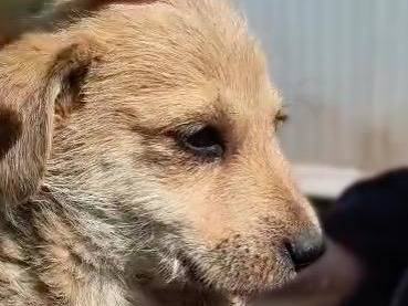 Adotta un cane, femmina, 1 mesi, Crotone