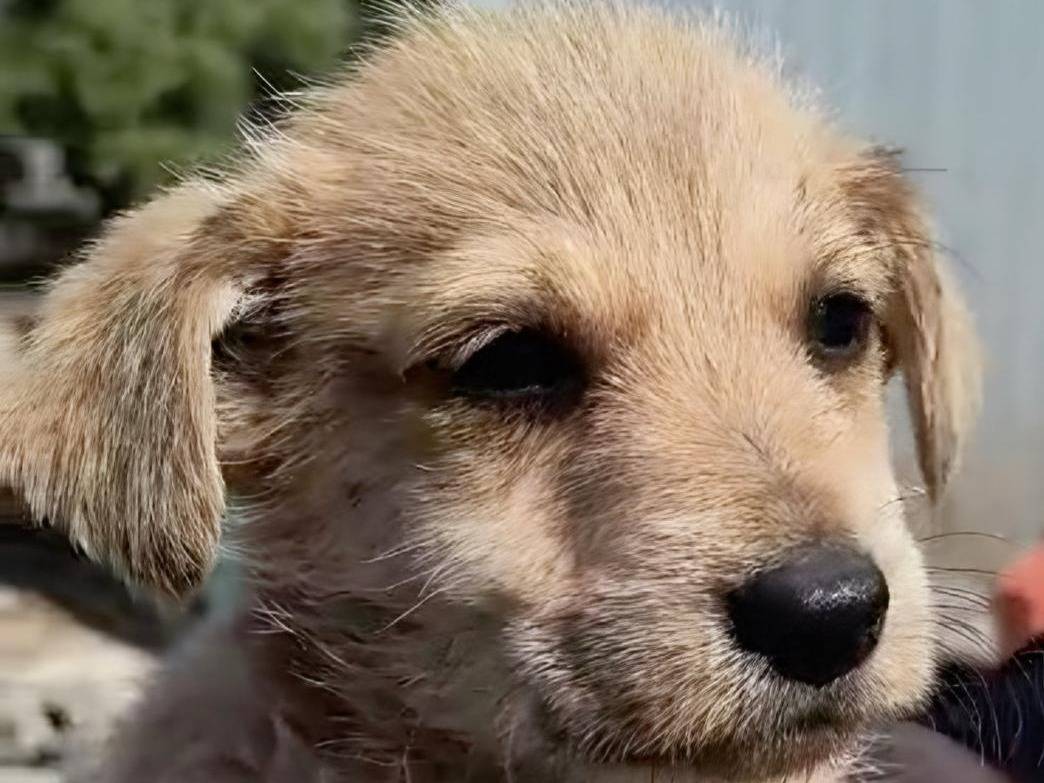 Adotta un cane, taglia media contenuta, femmina, Crotone