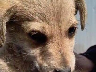 Vuoi adottare un cane a Crotone?