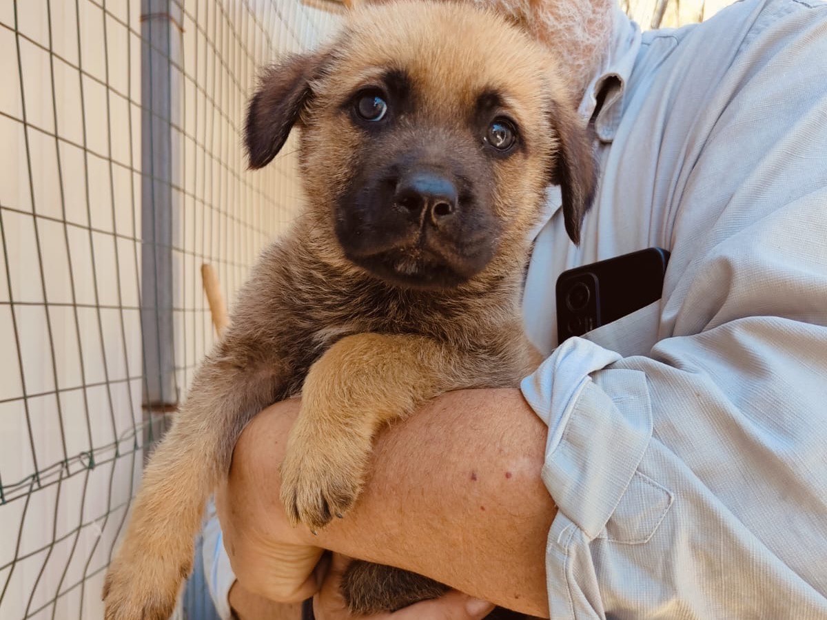 Foto dell'animale