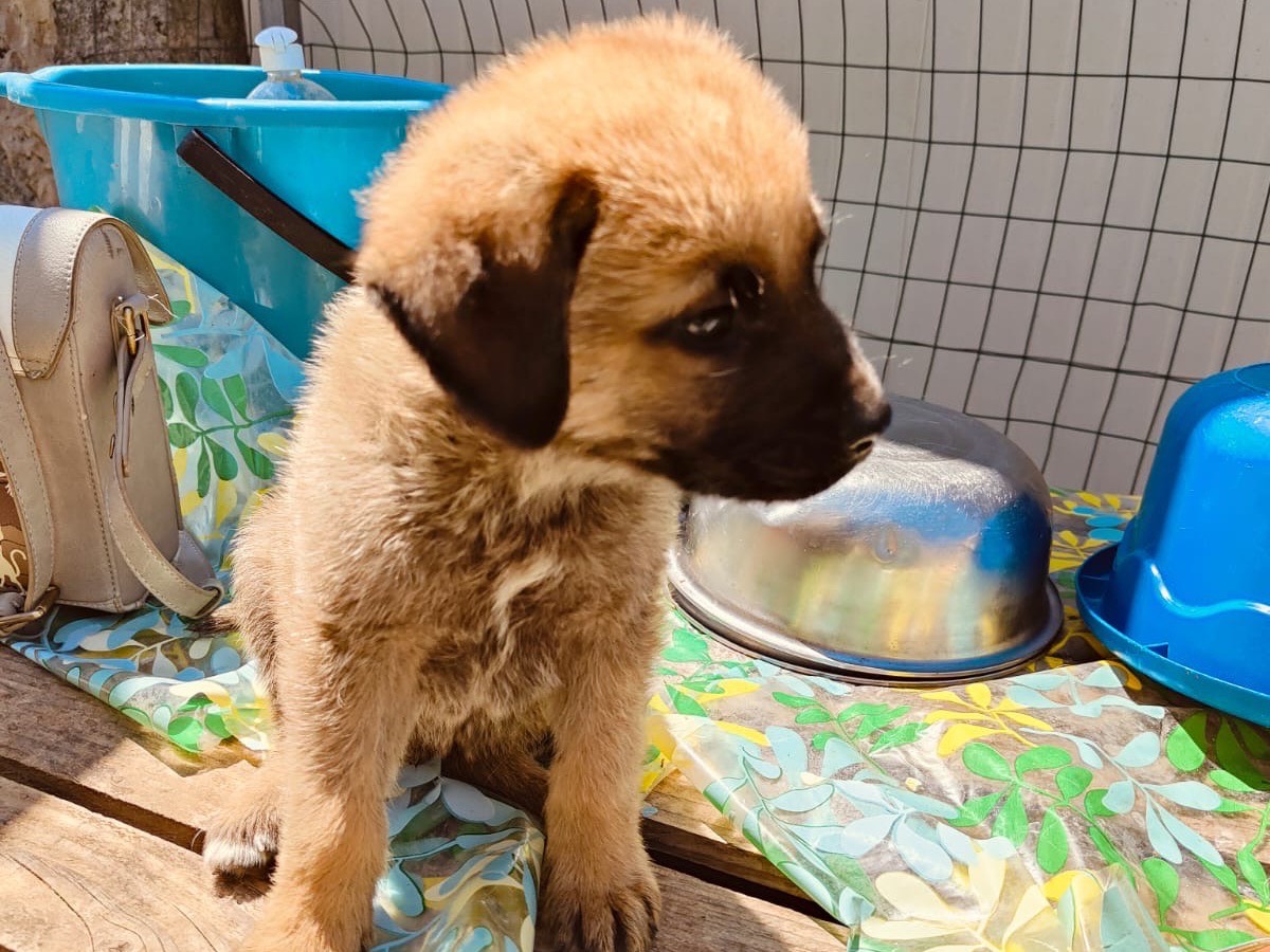 Adotta un cane, maschio, 2 mesi, Cosenza