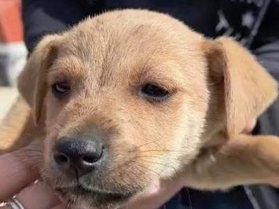 Foto dell'animale