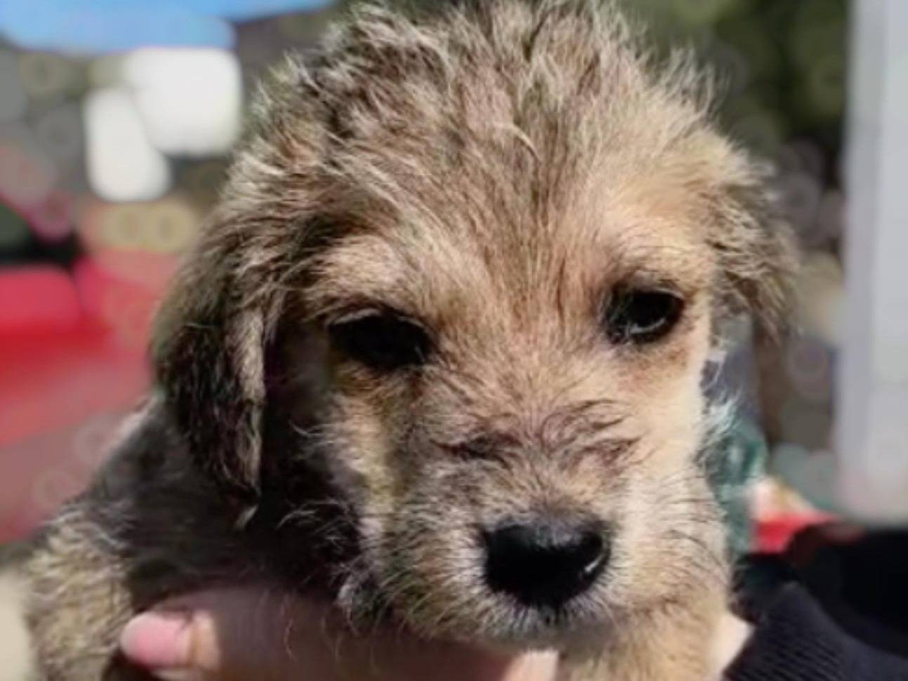 Adotta un cane, maschio, 1 mesi, Crotone