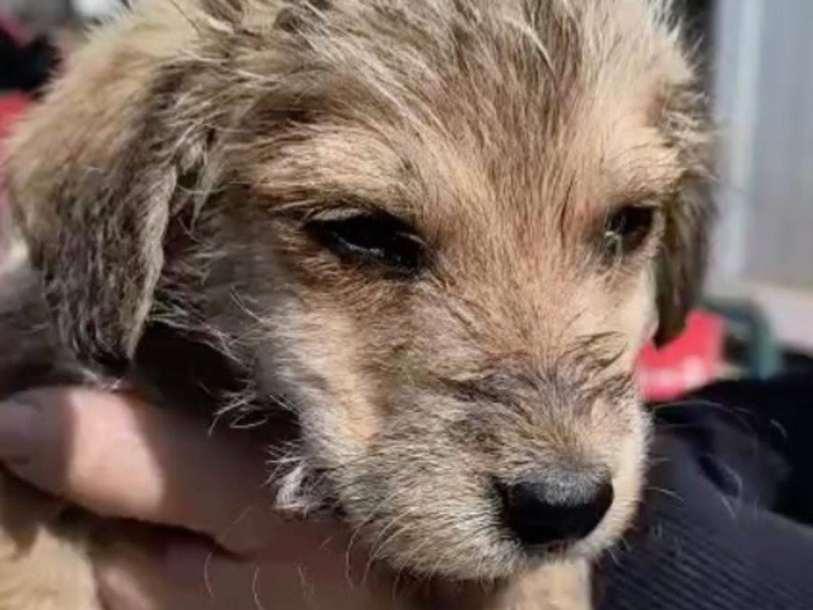 Adotta un cane, taglia media contenuta, maschio, Crotone