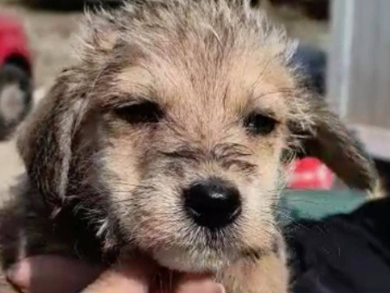 Vuoi adottare un cane a Crotone?