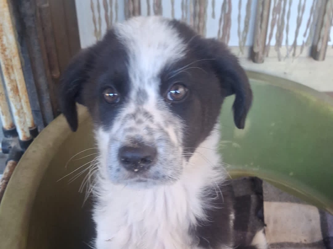 Adozione cane, maschio, Razza sconosciuta Razza sconosciuta, 6 mesi, taglia media, Cosenza