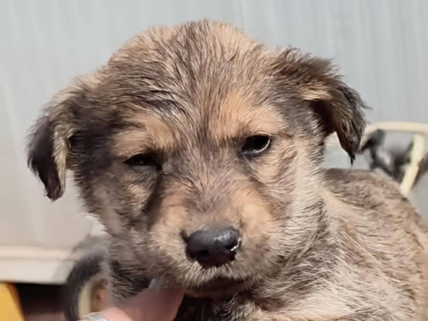 Adotta un cane, femmina, 1 mesi, Crotone