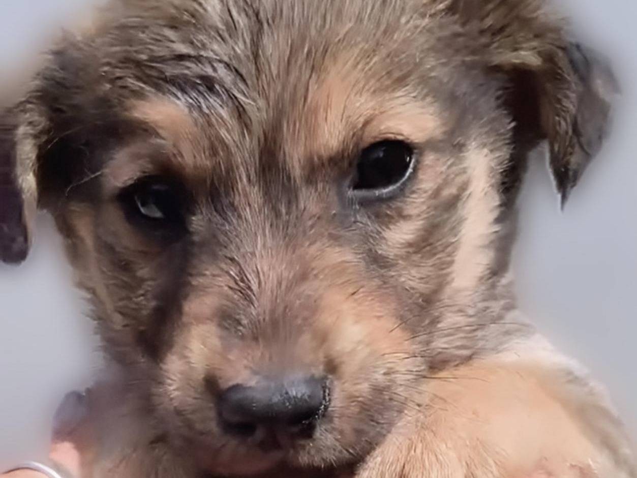 Adotta un cane, taglia media contenuta, femmina, Crotone
