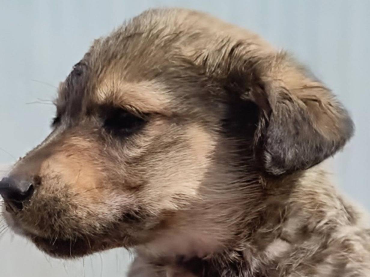 Vuoi adottare un cane a Crotone?