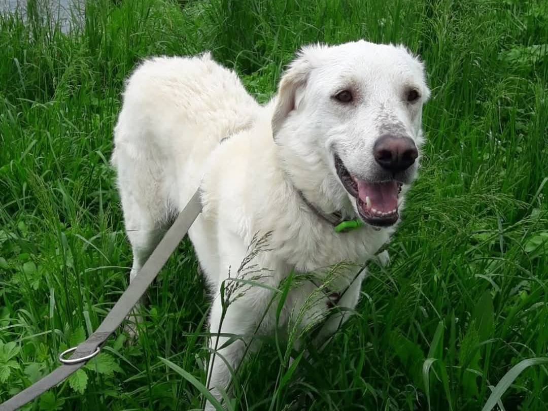 Adotta un cane, maschio, 5 anni , Milano