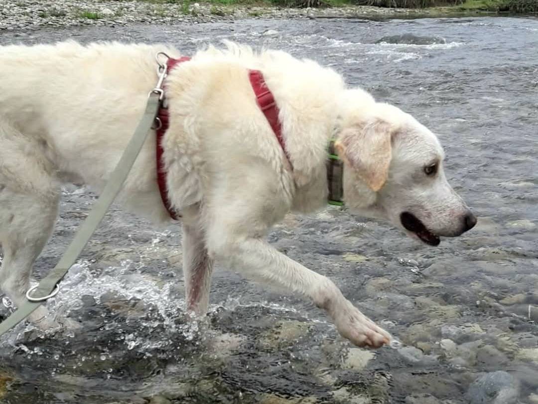 Adotta un cane, taglia grande, maschio, Milano
