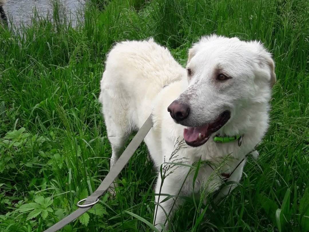 Vuoi adottare un cane a Milano?