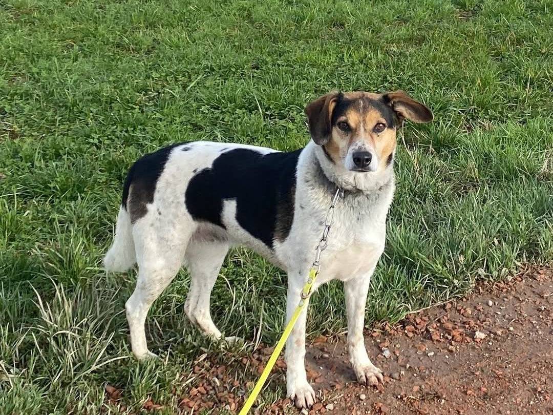 Adozione cane, femmina, Razza sconosciuta Razza sconosciuta, 5 anni  e 2 mesi , taglia media contenuta, Milano