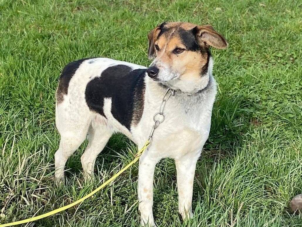 Adotta un cane, femmina, 5 anni  e 2 mesi , Milano