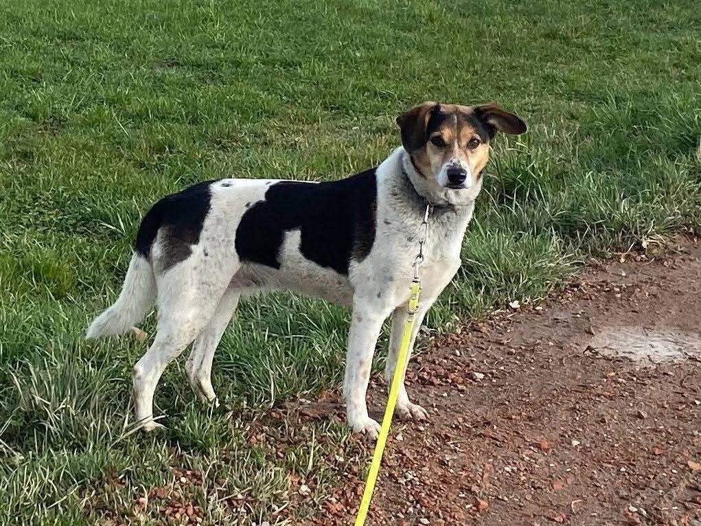 Adotta un cane, taglia media contenuta, femmina, Milano