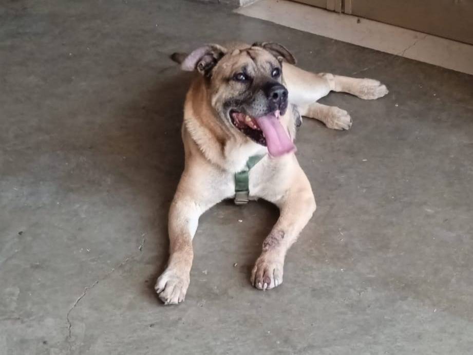 Adotta un cane, taglia grande, maschio, Milano
