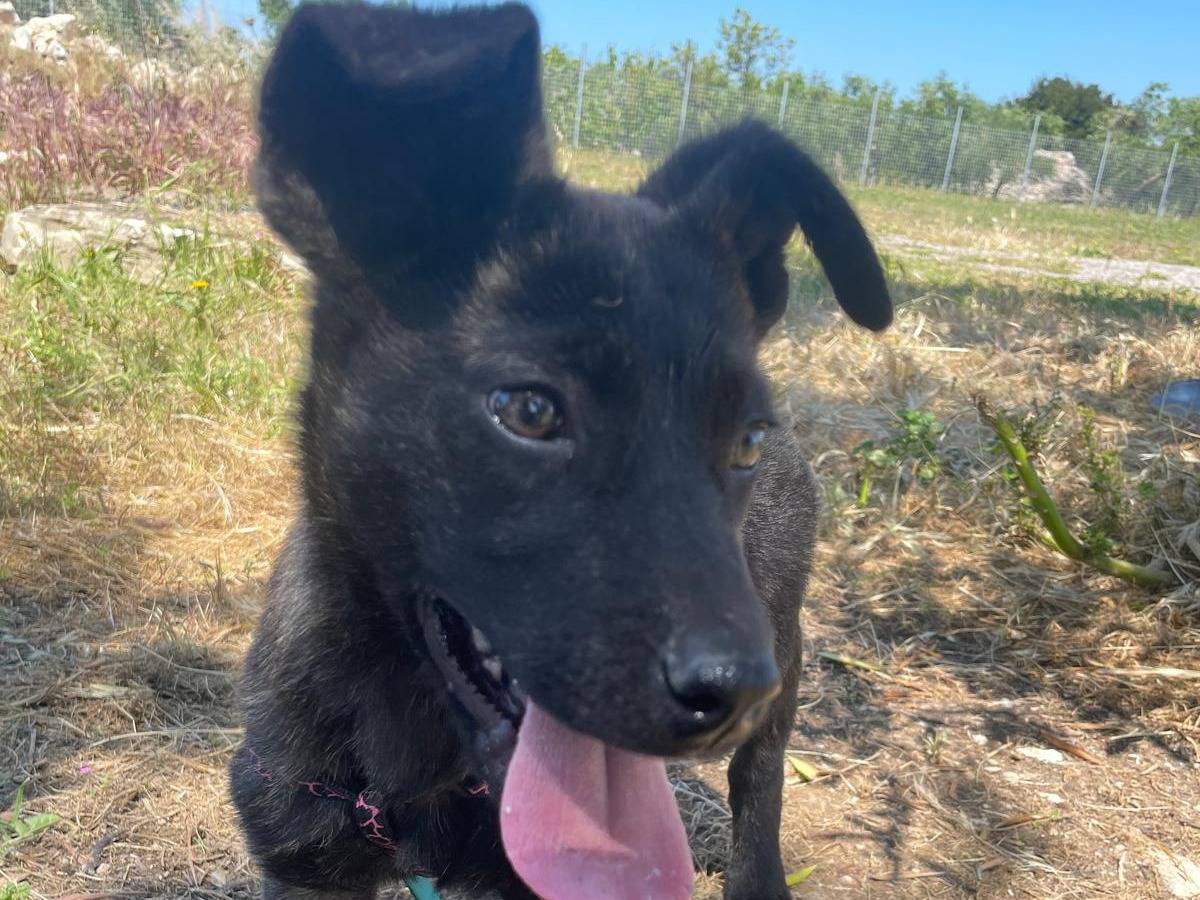 Adotta un cane, maschio, 5 mesi, Barletta