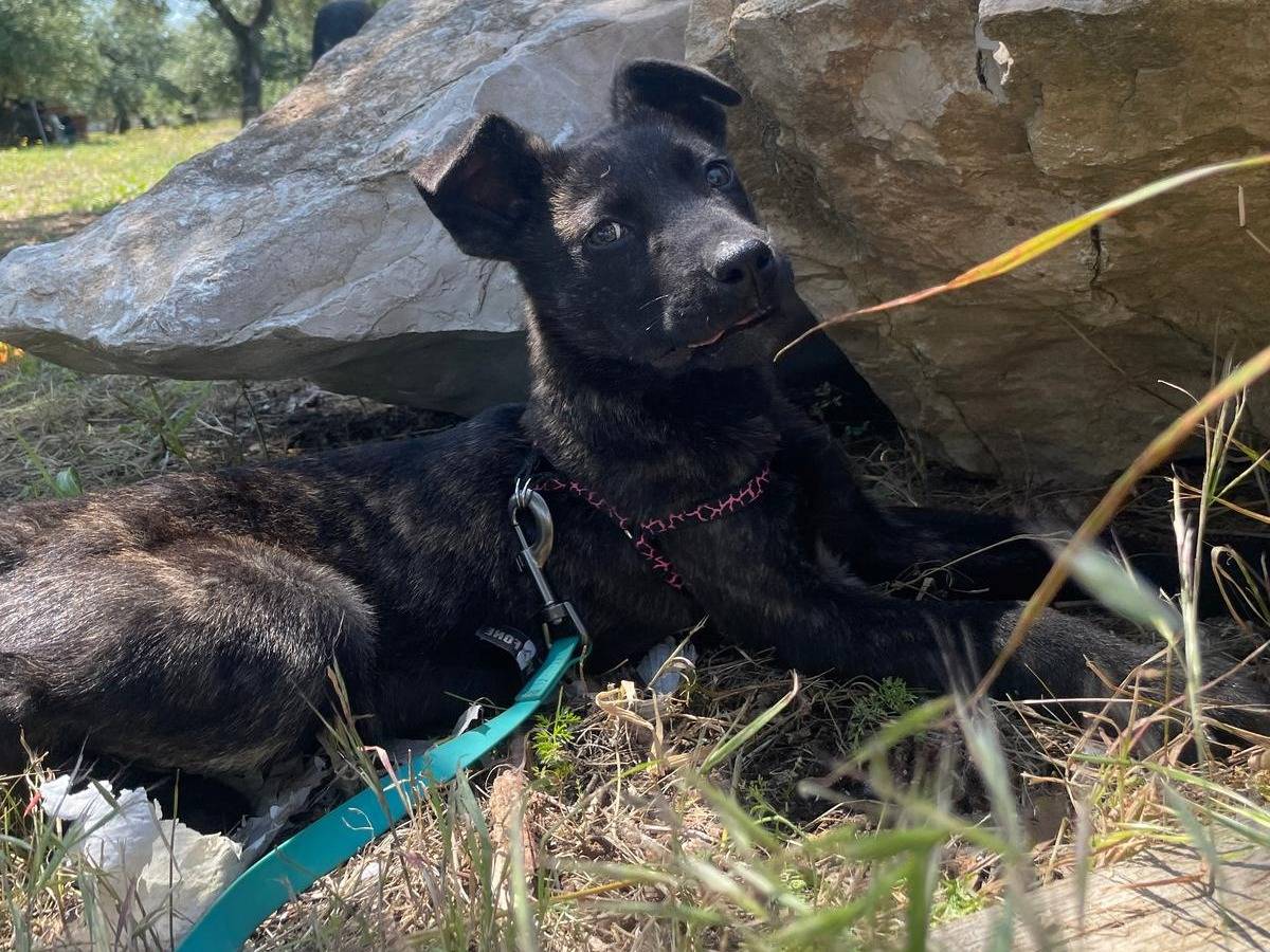 Adotta un cane, taglia media, maschio, Barletta