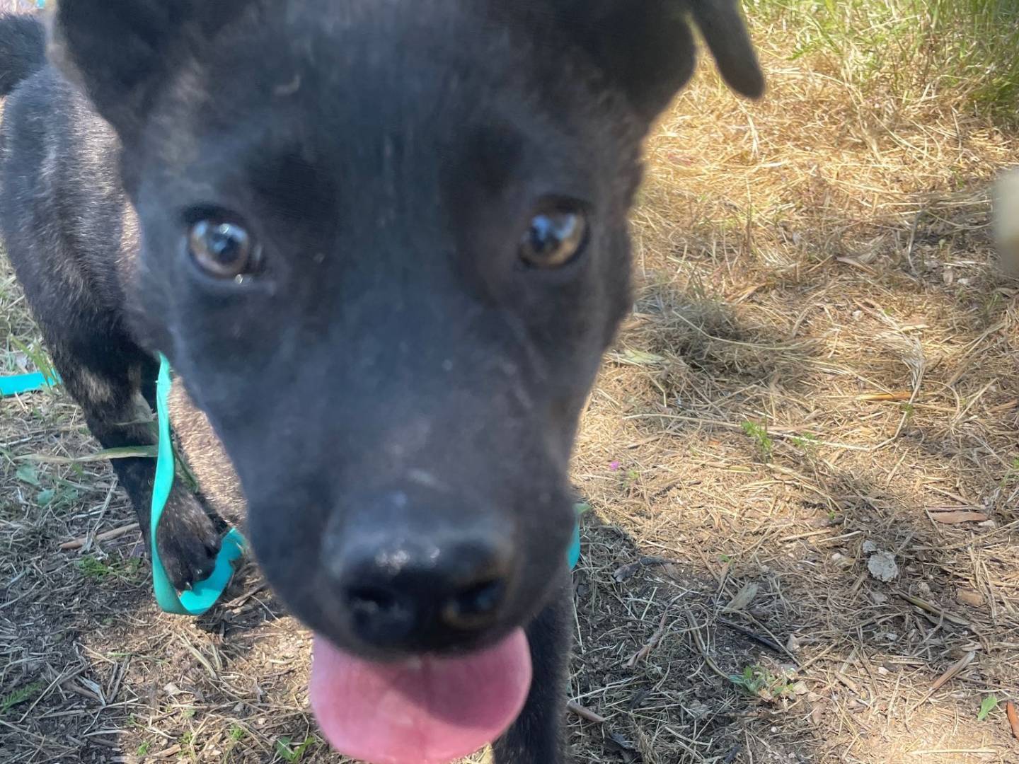 Vuoi adottare un cane a Barletta?