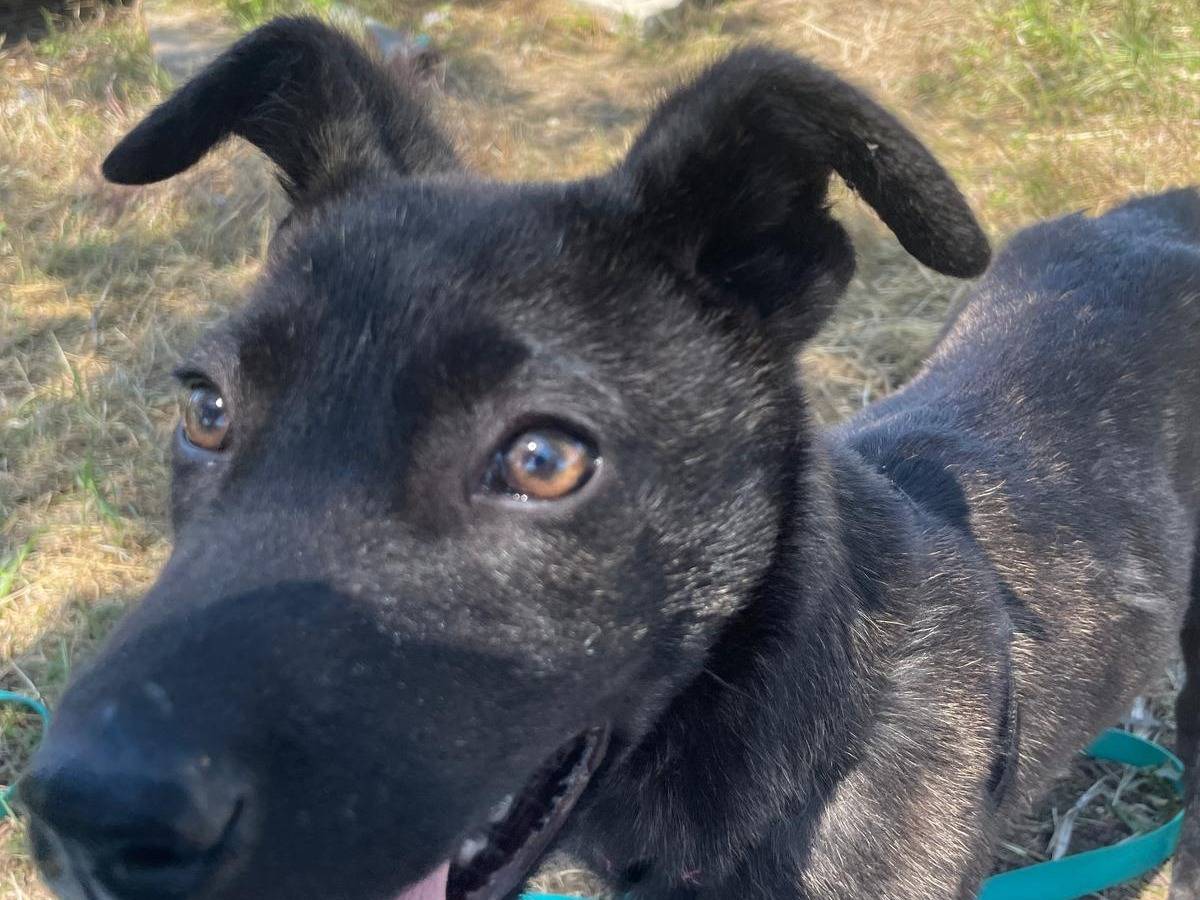 Adotta il cane Mirò a Barletta