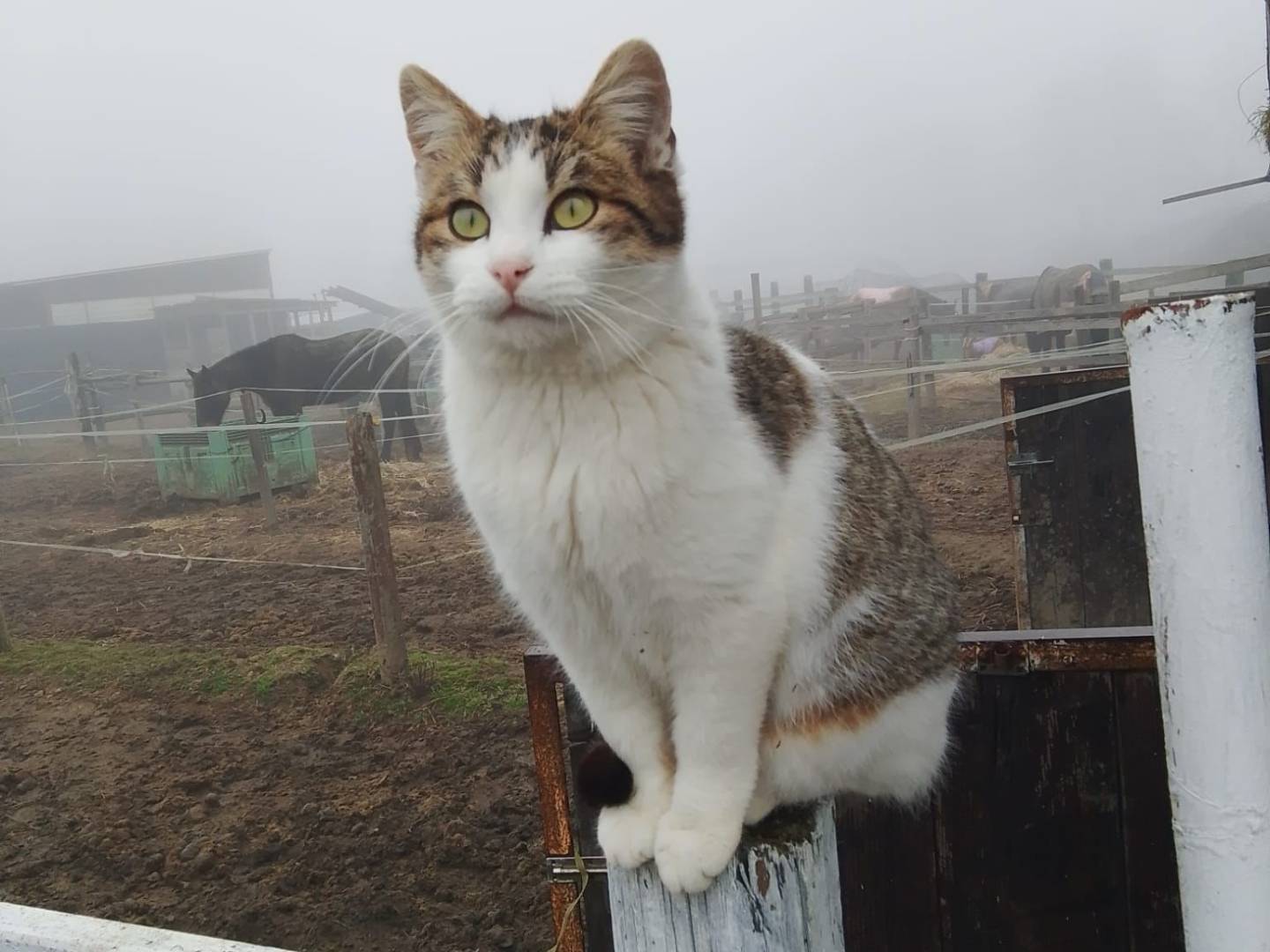 Adotta un gatto, maschio, 1 anno e 1 mese, Torino