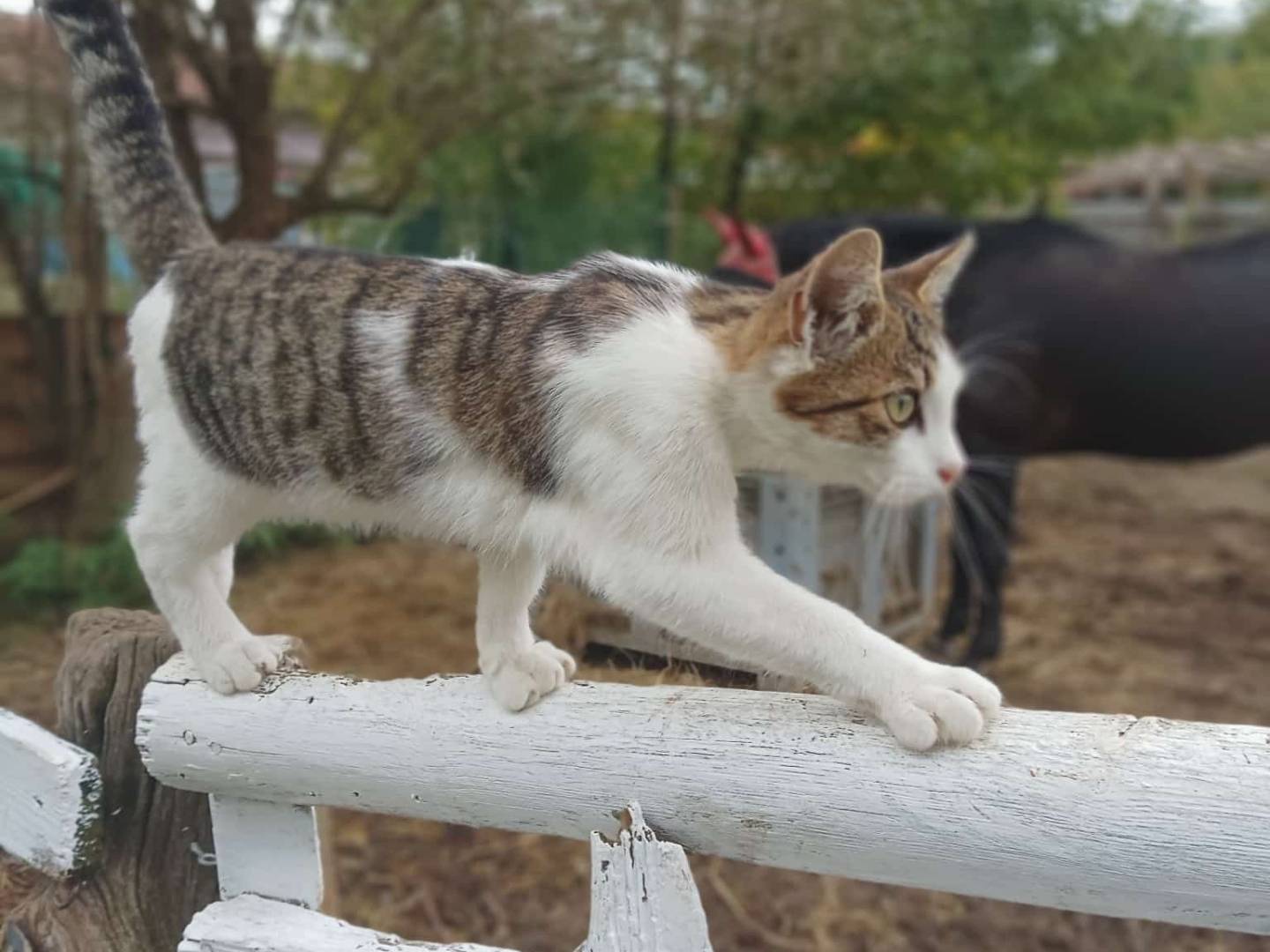 Adotta un gatto, taglia non valida, maschio, Torino