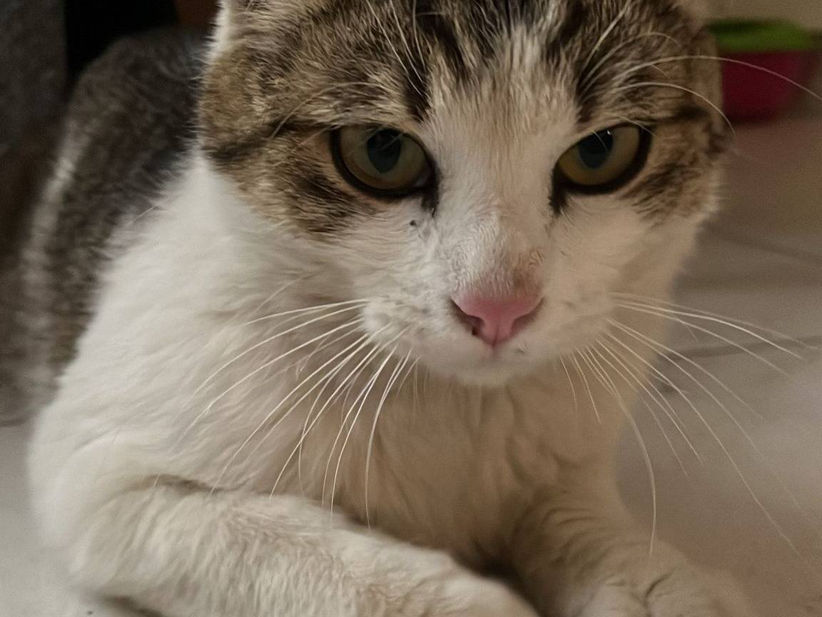 Vuoi adottare un gatto a Torino?