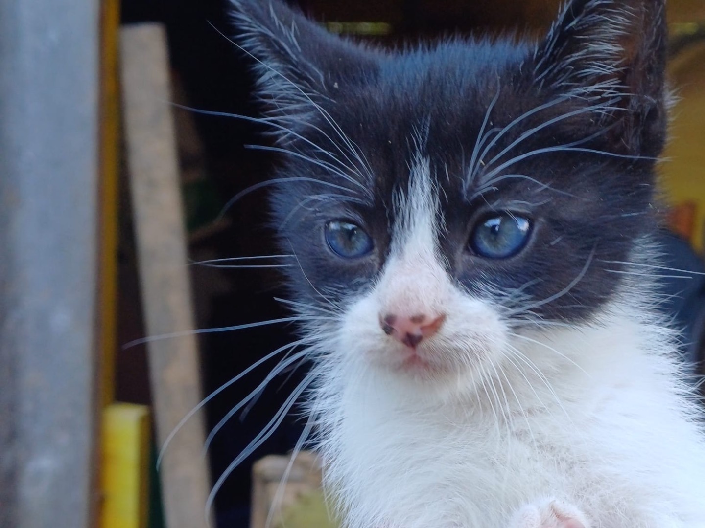 Adotta un gatto, maschio, 2 mesi, Catanzaro
