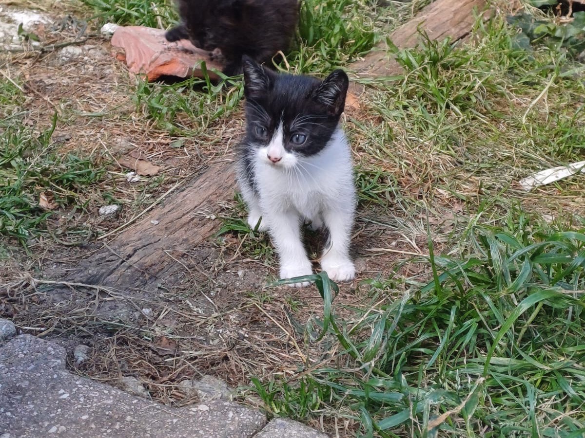 Adotta un gatto, taglia non valida, maschio, Catanzaro