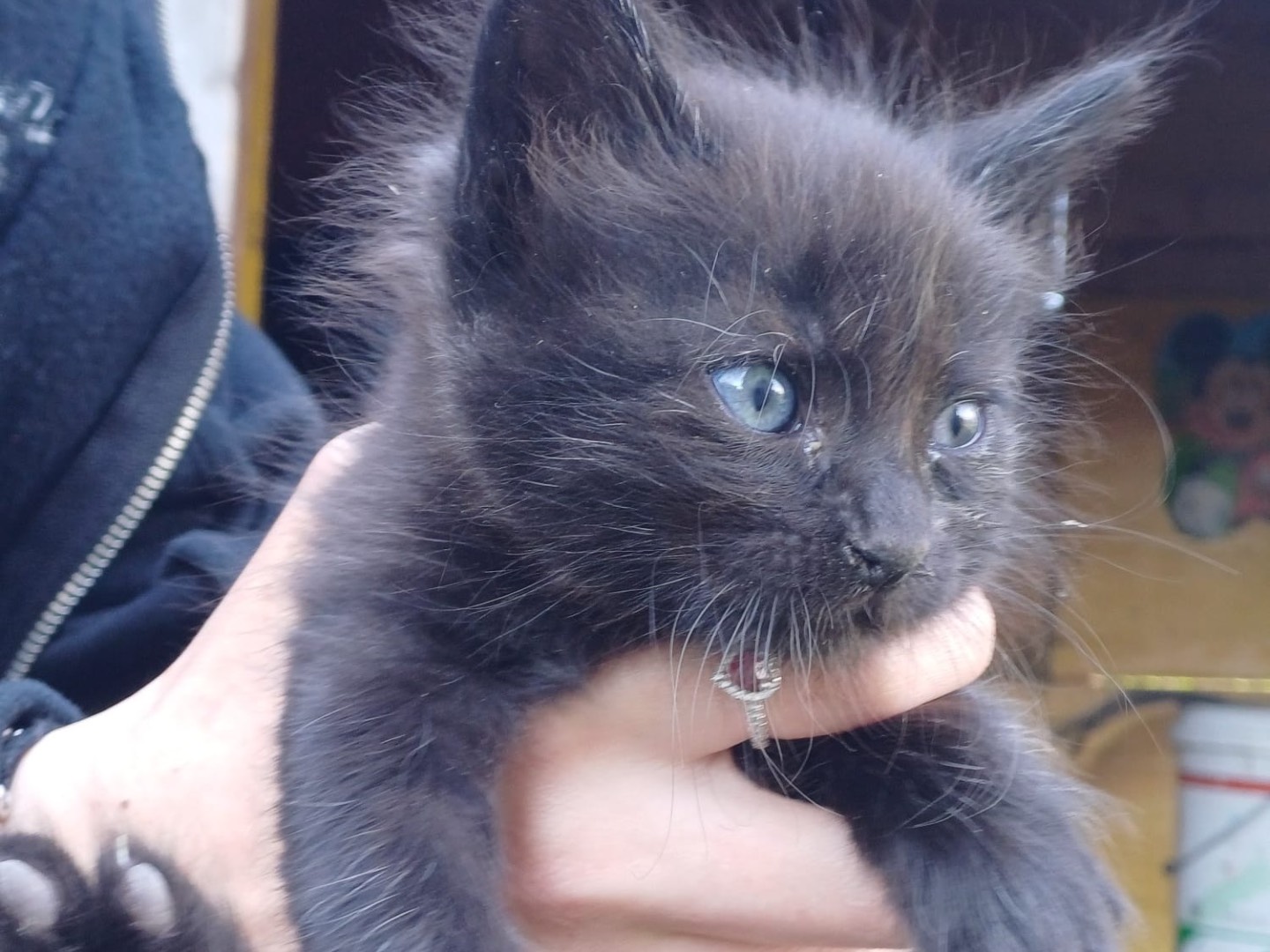 Adotta un gatto, maschio, 2 mesi, Catanzaro