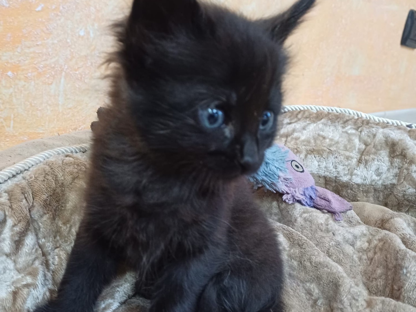 Adotta un gatto, taglia non valida, maschio, Catanzaro