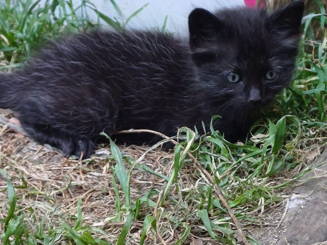 Vuoi adottare un gatto a Catanzaro?