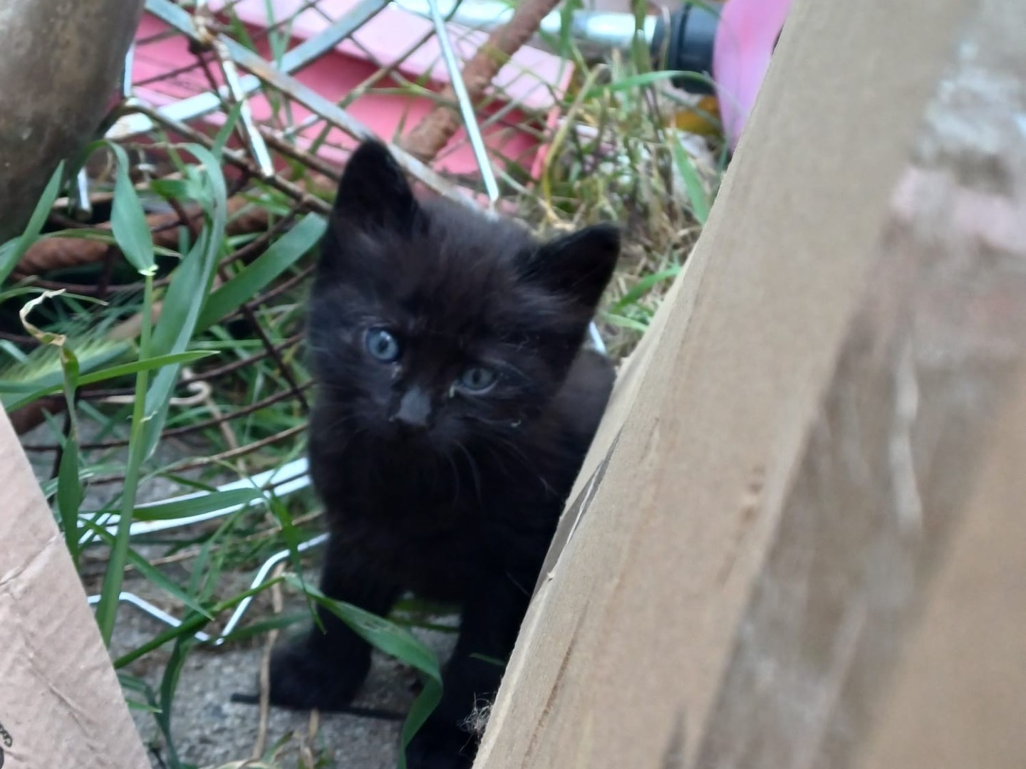 Adotta il gatto Demon a Catanzaro