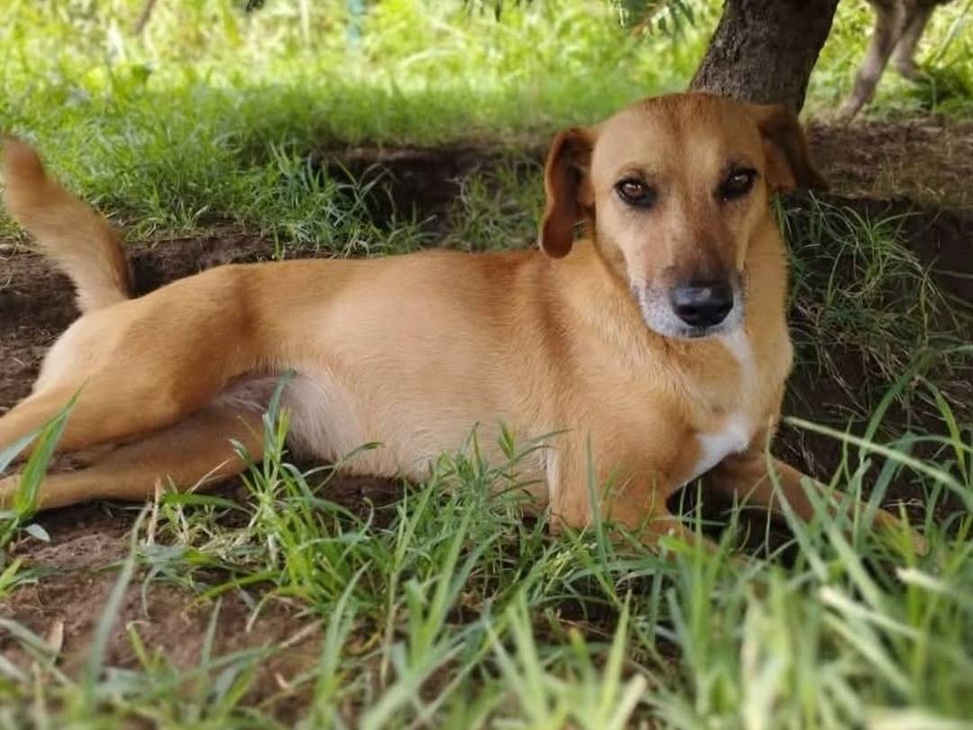 Foto dell'animale