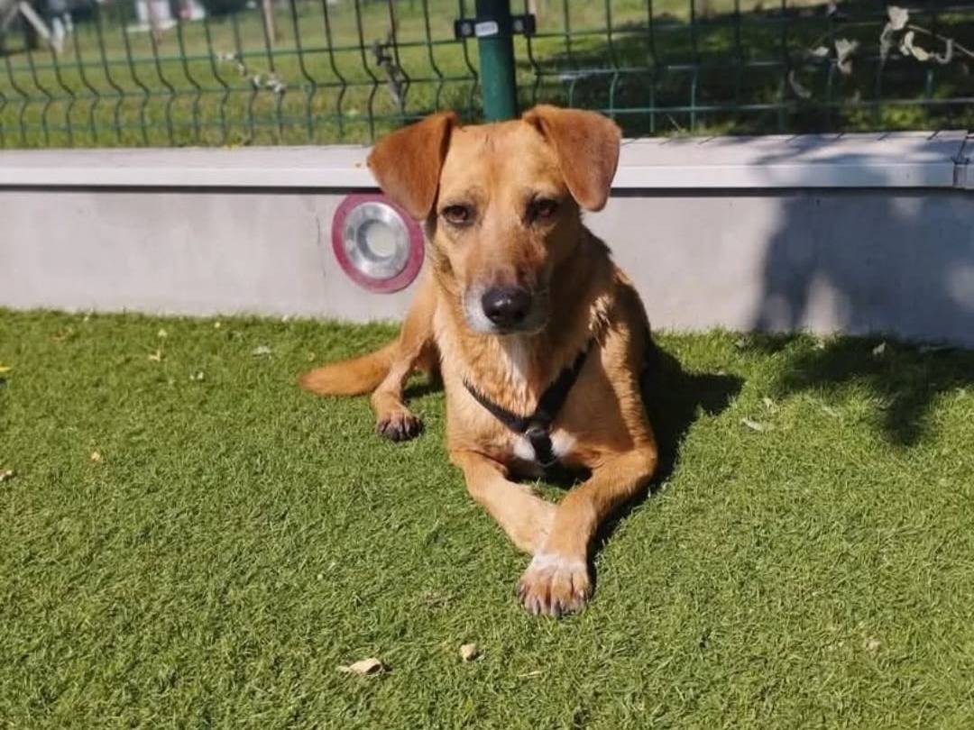 Adotta un cane, femmina, 5 anni  e 4 mesi , Milano