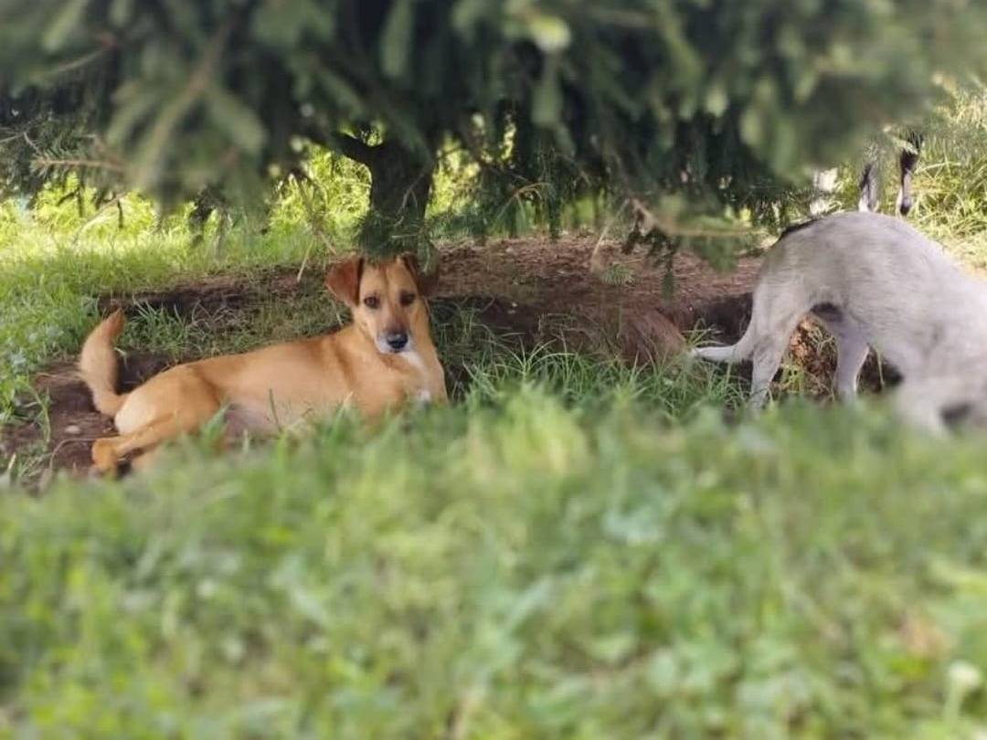 Adotta un cane, taglia piccola, femmina, Milano