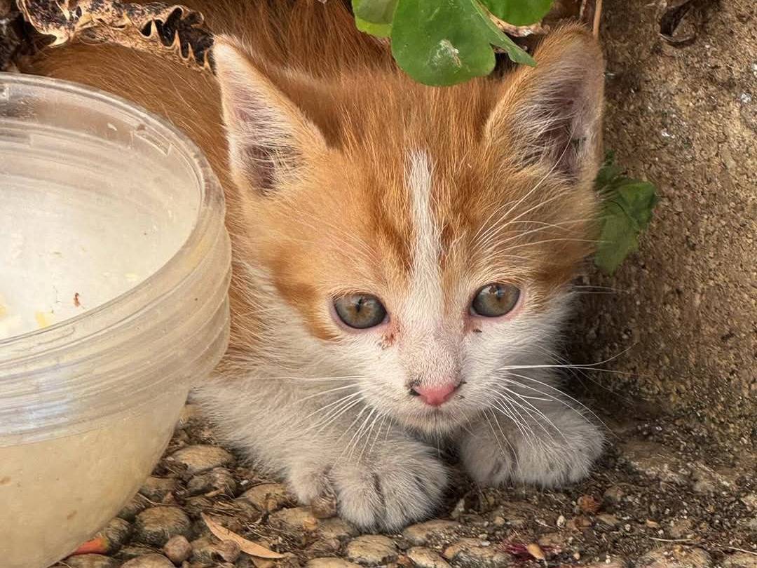 Foto dell'animale