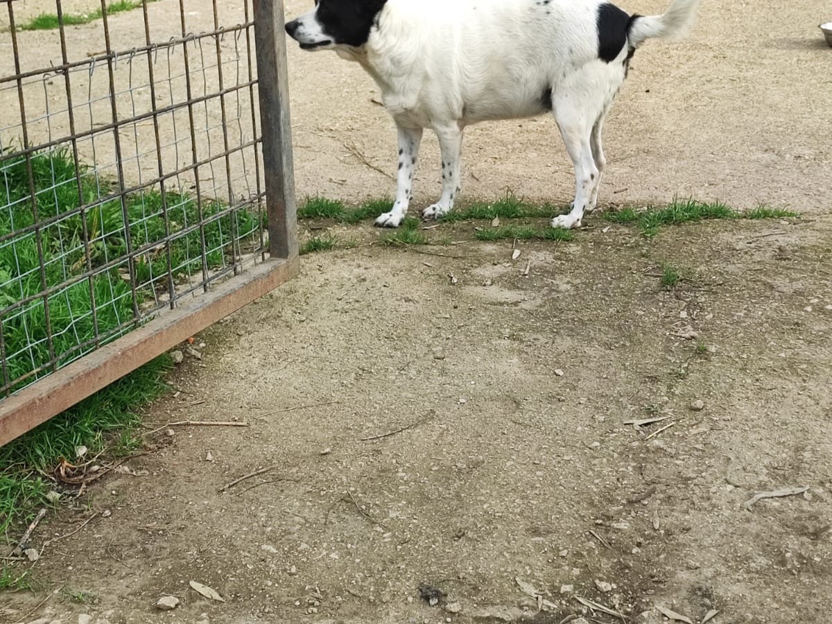 Adotta un cane, femmina, 8 anni  e 1 mese, Avellino