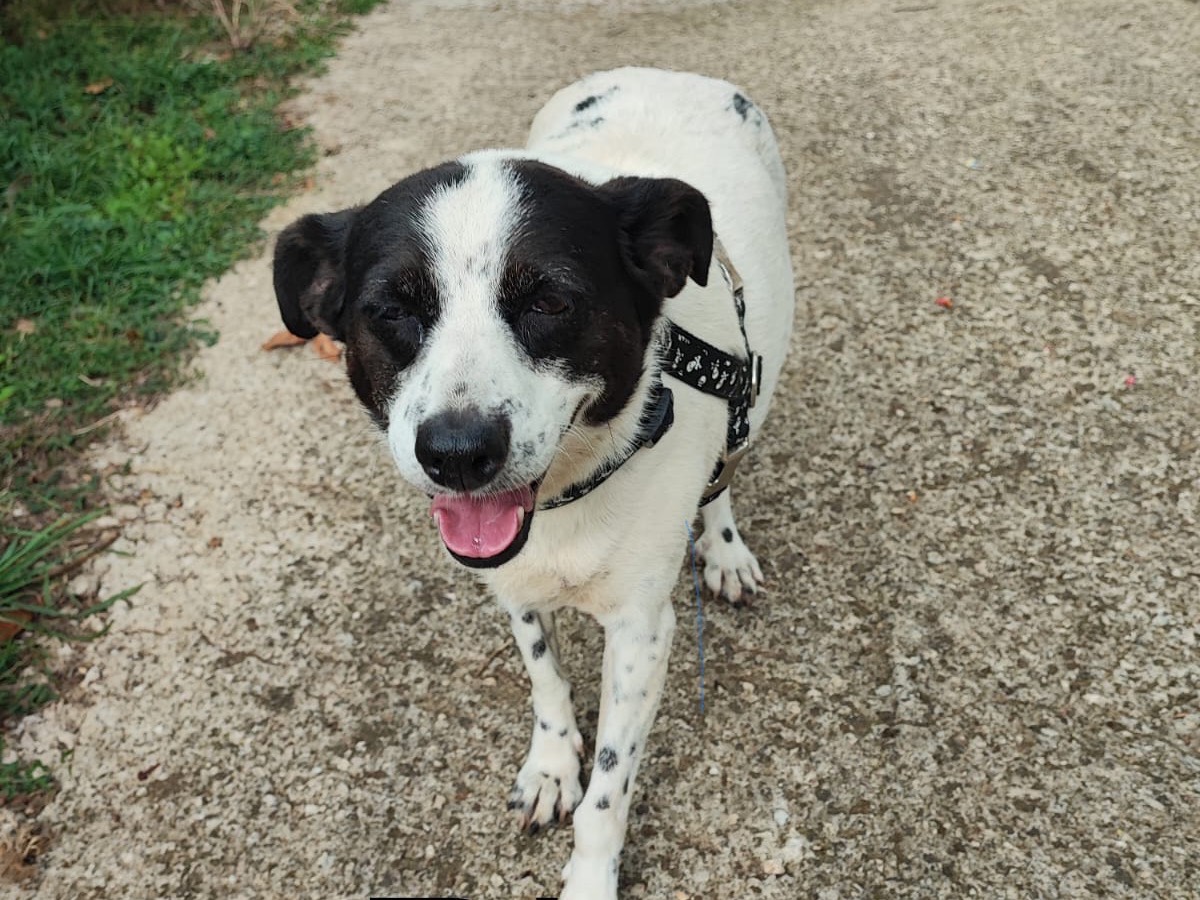 Adotta un cane, taglia media, femmina, Avellino