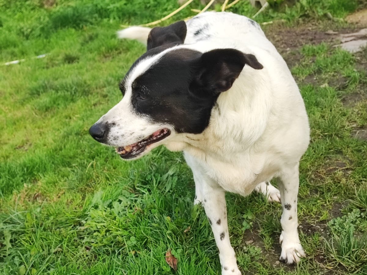 Vuoi adottare un cane a Avellino?