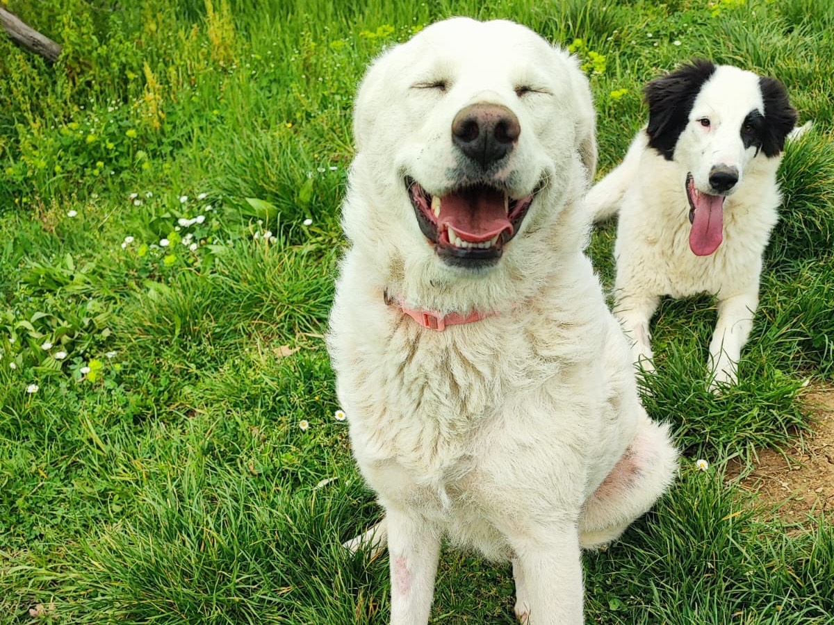Adotta un cane, femmina, 1 anno e 1 mese, Avellino