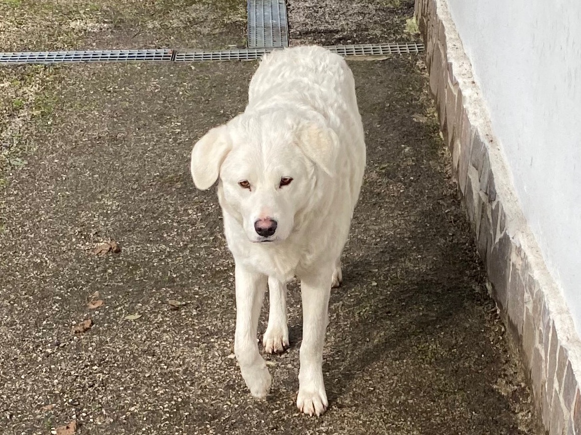 Adotta un cane, taglia grande, femmina, Avellino