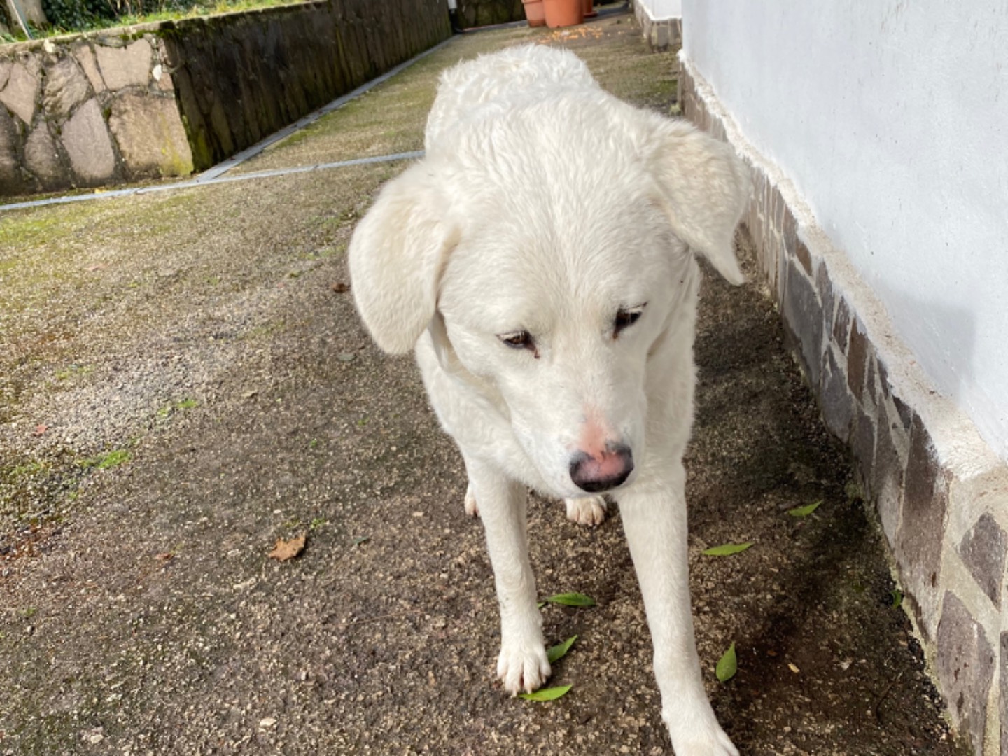 Vuoi adottare un cane a Avellino?